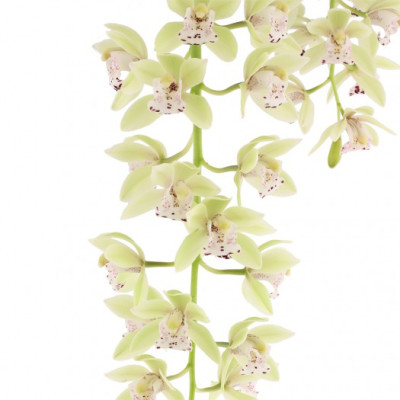 Cymbidium Cascade 'Usco'