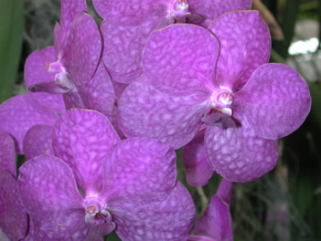 Ascocenda Princess Mikasa 'Blue' (in Blüte/Knospe)