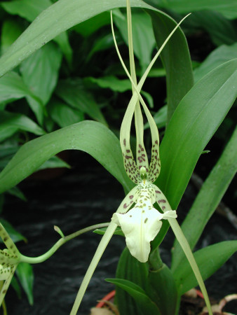 Brassia verrucosa