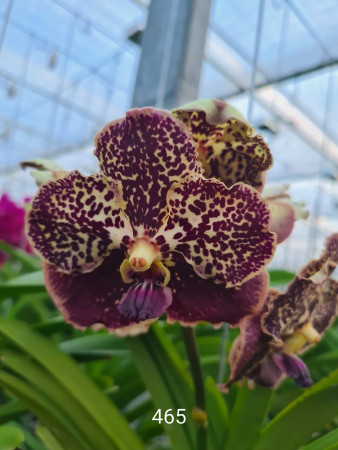 Vanda Chocolate Spotty (in Knospe / Blüte)