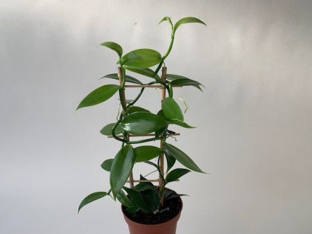 Vanilla planifolia - Echte Vanille Pflanze