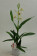 Encyclia cochleatum x prismatocarpum 3