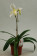 Paphiopedilum Phips 3