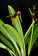 Masdevallia bicolor