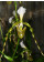 Paphiopedilum dianthum