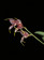 Masdevallia amanda