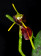 Masdevallia bicolor