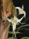 Dendrobium gregulus