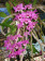 Dendrobium parishii