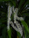 Dendrochillum glumaceum