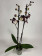 Phalaenopsis Tinker Bell Triple lip' (2 Rispen)