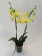 Phalaenopsis Inti Sun (2 Rispen)