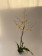 Oncidium Gower Ramsey 'Sunkist' (1 Rispe, verzweigt)