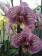 Phalaenopsis Anastasia