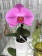 Phalaenopsis Big Singolo 'Purple' (1 Blüte, inkl. Übertopf)