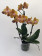 Phalaenopsis Las Vegas 'Bronze' (2 Rispen)