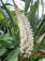 Coelogyne multiflora (blühstark)