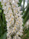 Coelogyne multiflora (blühstark)