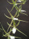 Odontobrassia Billabong 'Semi-alba' 2