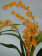 Oncidium cultratum 1