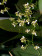 Oncidium phymatochilum