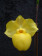 Paphiopedilum armeniacum 1