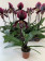 Paphiopedilum Bingleyense 'Celle' x Maudiae Vinicolor 'Schwarze Madonna' (blühstark, nicht in Knospe/Blüte)