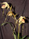 Paphiopedilum platyphyllum