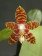 Phalaenopsis amboinensis