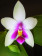 Phalaenopsis violacea 'Borneo Type'