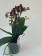Phalaenopsis Sogo Banana Chocolate (2 Rispen)