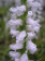 Spiranthes 'Chadd's Ford' (mit neuem Austrieb)