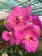 Vanda Asian Queen 1.jpg Vanda Asian Queen.jpg