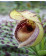 Cypripedium fargesii