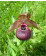 Cypripedium tibeticum