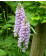 Dactylorhiza fuchsii