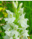 Dactylorhiza fuchsii 'alba'