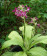 Calanthe okinawensis