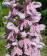 Dactylorhiza fuchsii