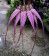 Bulbophyllum Elisabeth Ann Buckelberry 3