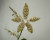 Phalaenopsis pallens