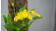 Dendrobium macroleum 'Yellow'