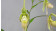 Phragmipedium Garren Weaver