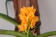 Ascocentrum miniatum