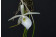 Brassavola flagellaris