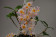 Dendrobium farmeri