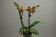 Doritaenopsis Little Fortune Buddha