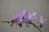 Doritaenopsis Purple Gem 'Blue'