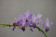 Doritaenopsis Purple Gem 'Blue'