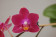 Doritaenopsis Sogo Julice 2